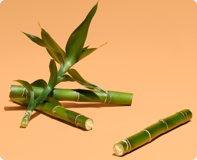 Bamboo Shoot Extract