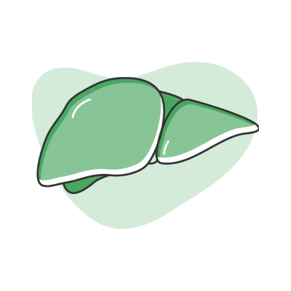 Healthy Liver Function